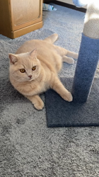 小林美穂ブリーダーからお迎えしたブリティッシュショートヘア：てんくん