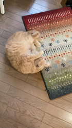 小林美穂ブリーダーからお迎えしたブリティッシュショートヘア：てんくん