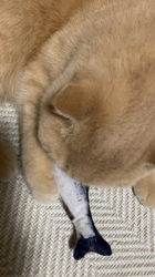 小林美穂ブリーダーからお迎えしたブリティッシュショートヘア：てんくん