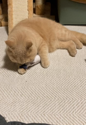 小林美穂ブリーダーからお迎えしたブリティッシュショートヘア：てんくん