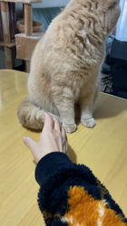 小林美穂ブリーダーからお迎えしたブリティッシュショートヘア：てんくん