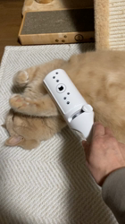 小林美穂ブリーダーからお迎えしたブリティッシュショートヘア：てんくん