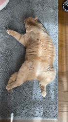 小林美穂ブリーダーからお迎えしたブリティッシュショートヘア：てんくん