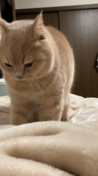 小林美穂ブリーダーからお迎えしたブリティッシュショートヘア：てんくん