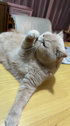 小林美穂ブリーダーからお迎えしたブリティッシュショートヘア：てんくん