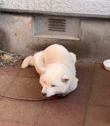 小林美穂ブリーダーからお迎えしたブリティッシュショートヘア：てんくん