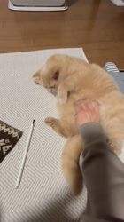 小林美穂ブリーダーからお迎えしたブリティッシュショートヘア：てんくん