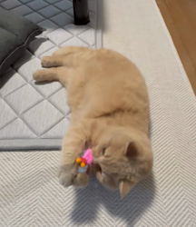 小林美穂ブリーダーからお迎えしたブリティッシュショートヘア：てんくん