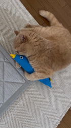 小林美穂ブリーダーからお迎えしたブリティッシュショートヘア：てんくん