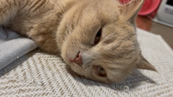 小林美穂ブリーダーからお迎えしたブリティッシュショートヘア：てんくん