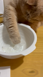 小林美穂ブリーダーからお迎えしたブリティッシュショートヘア：てんくん