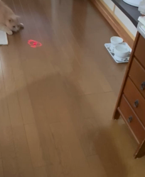 小林美穂ブリーダーからお迎えしたブリティッシュショートヘア：てんくん