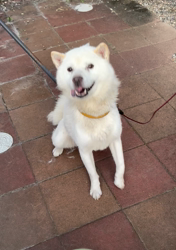 小林美穂ブリーダーからお迎えしたブリティッシュショートヘア：てんくん