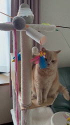 小林美穂ブリーダーからお迎えしたブリティッシュショートヘア：てんくん