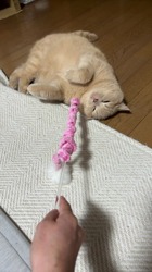 小林美穂ブリーダーからお迎えしたブリティッシュショートヘア：てんくん