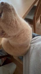 小林美穂ブリーダーからお迎えしたブリティッシュショートヘア：てんくん