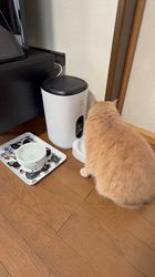 小林美穂ブリーダーからお迎えしたブリティッシュショートヘア：てんくん