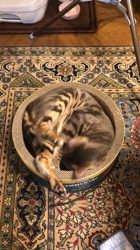 塩塚真樹ブリーダーからお迎えしたベンガル：オスカーくん