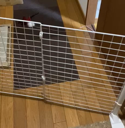 堂脇智美ブリーダーからお迎えしたスコティッシュフォールド：ピピちゃん