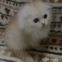 石尾博之ブリーダーからお迎えしたスコティッシュフォールド：ミルクティーちゃん