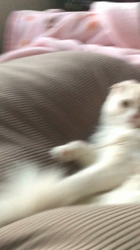 石尾博之ブリーダーからお迎えしたスコティッシュフォールド：ミルクティーちゃん