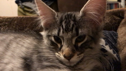 北見友美ブリーダーからお迎えしたノルウェージャンフォレストキャット：ミュウちゃん