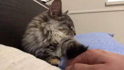 北見友美ブリーダーからお迎えしたノルウェージャンフォレストキャット：ミュウちゃん