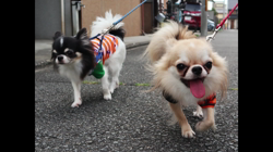 津賀貴子ブリーダーからお迎えしたチワワ(ロング)：おとくん