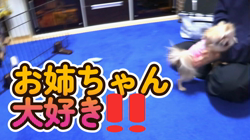 津賀貴子ブリーダーからお迎えしたチワワ(ロング)：おとくん