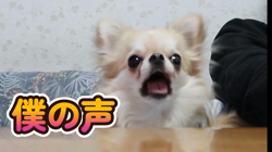 津賀貴子ブリーダーからお迎えしたチワワ(ロング)：おとくん