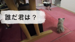 津賀貴子ブリーダーからお迎えしたチワワ(ロング)：おとくん