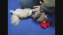 津賀貴子ブリーダーからお迎えしたチワワ(ロング)：おとくん