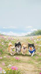 津賀貴子ブリーダーからお迎えしたチワワ(ロング)：おとくん