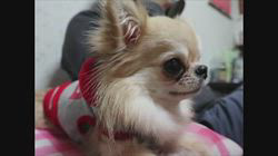 津賀貴子ブリーダーからお迎えしたチワワ(ロング)：おとくん