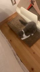 杉浦哲也ブリーダーからお迎えしたブリティッシュショートヘア：福の丞ちゃん