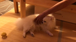 岩瀬由二ブリーダーからお迎えしたポメラニアン：ポンちゃん