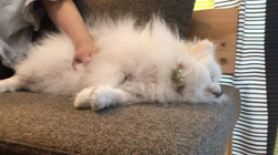 岩瀬由二ブリーダーからお迎えしたポメラニアン：ポンちゃん