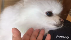 岩瀬由二ブリーダーからお迎えしたポメラニアン：ポンちゃん