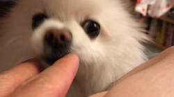 岩瀬由二ブリーダーからお迎えしたポメラニアン：ポンちゃん