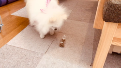 岩瀬由二ブリーダーからお迎えしたポメラニアン：ポンちゃん