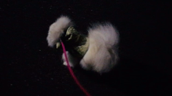 岩瀬由二ブリーダーからお迎えしたポメラニアン：ポンちゃん