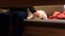 岩瀬由二ブリーダーからお迎えしたポメラニアン：ポンちゃん