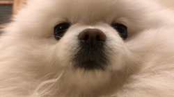 岩瀬由二ブリーダーからお迎えしたポメラニアン：ポンちゃん