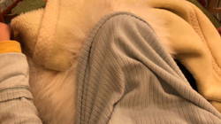 岩瀬由二ブリーダーからお迎えしたポメラニアン：ポンちゃん