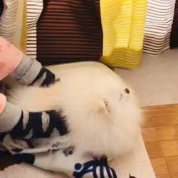 岩瀬由二ブリーダーからお迎えしたポメラニアン：ポンちゃん