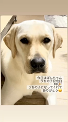 藤木健二ブリーダーからお迎えしたラブラドールレトリバー：ぽんくん