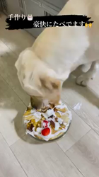 藤木健二ブリーダーからお迎えしたラブラドールレトリバー：ぽんくん