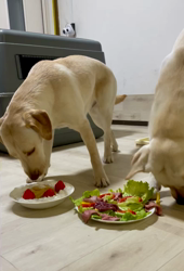 藤木健二ブリーダーからお迎えしたラブラドールレトリバー：ぽんくん