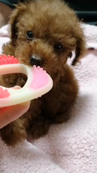 萩原由恵ブリーダーからお迎えしたトイプードル：もふちゃん