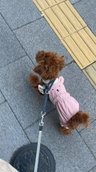 萩原由恵ブリーダーからお迎えしたトイプードル：もふちゃん